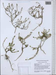 Lepidium apetalum Willd., South Asia, South Asia (Asia outside ex-Soviet states and Mongolia) (ASIA) (China)