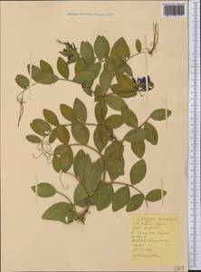 Lathyrus japonicus subsp. maritimus (L.)P.W.Ball, America (AMER) (United States)