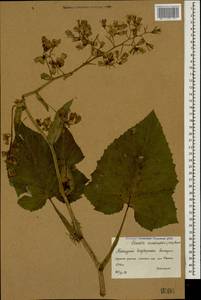 Cicerbita petiolata (K. Koch) Gagnidze, Caucasus, Krasnodar Krai & Adygea (K1a) (Russia)