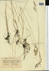 Festuca rubra L., Eastern Europe, Moscow region (E4a) (Russia)
