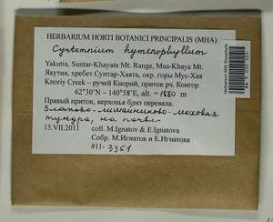 Cyrtomnium hymenophylloides (Huebener) T.J. Kop., Bryophytes, Bryophytes - Yakutia (B19) (Russia)