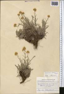 Helichrysum mussae Nevski, Middle Asia, Pamir & Pamiro-Alai (M2) (Uzbekistan)