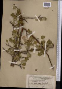 Crataegus pseudoheterophylla subsp. turkestanica (Pojark.) K. I. Chr., Middle Asia, Western Tian Shan & Karatau (M3) (Kyrgyzstan)