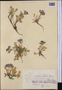 Polemonium boreale Adams, Western Europe (EUR) (Svalbard and Jan Mayen)