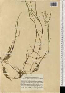 Catabrosa aquatica (L.) P.Beauv., Mongolia (MONG) (Mongolia)