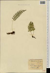Polypodium vulgare L., Caucasus, Georgia (K4) (Georgia)