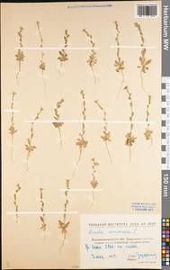 Draba nemorosa L., Eastern Europe, North Ukrainian region (E11) (Ukraine)