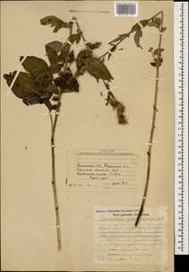 Klasea quinquefolia (Willd.) Greuter & Wagenitz, Caucasus, Armenia (K5) (Armenia)