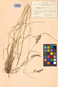 Dactylis glomerata L., Siberia, Russian Far East (S6) (Russia)