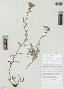 Achillea asiatica Serg., Siberia, Altai & Sayany Mountains (S2) (Russia)