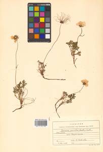Geum selinifolium (Fisch. ex F. Schmidt) Hultén, Siberia, Chukotka & Kamchatka (S7) (Russia)