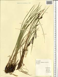 Carex aquatilis Wahlenb., Eastern Europe, Northern region (E1) (Russia)