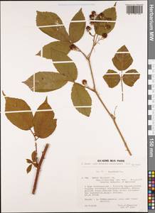 Rubus foliosus Weihe & Nees ex Bluff & Fingerh., Western Europe (EUR) (France)