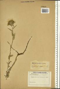 Carlina vulgaris L., Eastern Europe, South Ukrainian region (E12) (Ukraine)