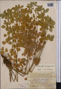 Medicago platycarpos (L.) Trautv., Middle Asia, Northern & Central Tian Shan (M4) (Kazakhstan)