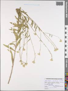 Berteroa incana (L.) DC., Eastern Europe, Belarus (E3a) (Belarus)