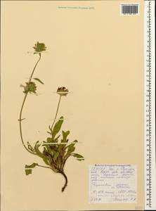 Anthyllis vulneraria subsp. polyphylla (DC.)Nyman, p.p., Caucasus, North Ossetia, Ingushetia & Chechnya (K1c) (Russia)