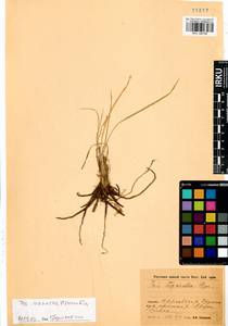 Iris ivanovae Doronkin, Siberia, Baikal & Transbaikal region (S4) (Russia)