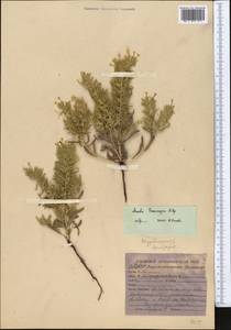 Arnebia grandiflora (Trautv.) Popov, Middle Asia, Karakum (M6) (Turkmenistan)