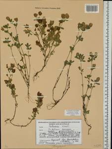 Trifolium aureum Pollich, Eastern Europe, Belarus (E3a) (Belarus)
