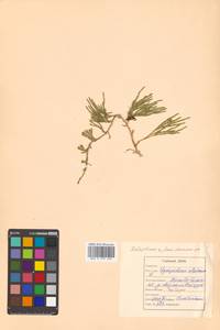 Diphasiastrum alpinum (L.) Holub, Siberia, Russian Far East (S6) (Russia)