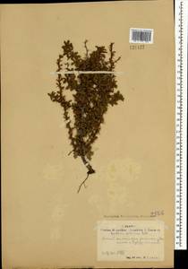 Berberis sibirica Pall., Mongolia (MONG) (Mongolia)