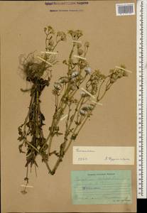 Senecio vernalis Waldst. & Kit., Caucasus, Dagestan (K2) (Russia)