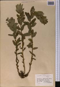 Euphorbia sarawschanica, Middle Asia, Dzungarian Alatau & Tarbagatai (M5) (Kazakhstan)