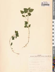 Urtica dioica var. holosericea Fr., Siberia, Chukotka & Kamchatka (S7) (Russia)