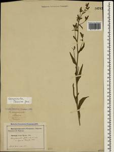 Campanula sibirica subsp. taurica (Juz.) Fed., Crimea (KRYM) (Russia)