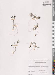 Ranunculus trichophyllus Chaix, Siberia, Chukotka & Kamchatka (S7) (Russia)