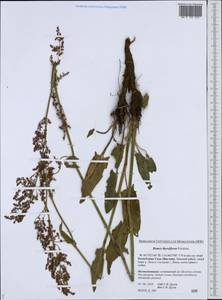 Rumex thyrsiflorus Fingerh., Siberia, Yakutia (S5) (Russia)