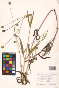 Succisella inflexa (Kluk) Beck, Eastern Europe, West Ukrainian region (E13) (Ukraine)