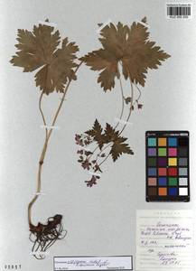 KUZ 000 250, Geranium albiflorum Ledeb., Siberia, Altai & Sayany Mountains (S2) (Russia)