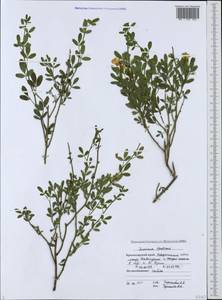 Chrysojasminum fruticans (L.) Banfi, Caucasus, Black Sea Shore (from Novorossiysk to Adler) (K3) (Russia)
