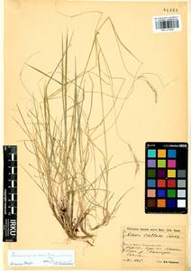 Schizachne purpurascens subsp. callosa (Turcz. ex Griseb.) T.Koyama & Kawano, Siberia, Baikal & Transbaikal region (S4) (Russia)