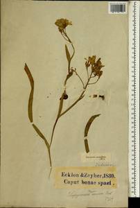 Lapeirousia azurea (Eckl. ex Baker) Goldblatt, Africa (AFR) (South Africa)