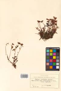 Phedimus sichotensis (Vorosch.) 't Hart, Siberia, Russian Far East (S6) (Russia)