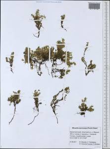 Pseudocherleria macrocarpa (Pursh) Dillenb. & Kadereit, Siberia, Chukotka & Kamchatka (S7) (Russia)