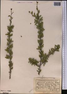 Rhamnus erythroxyloides subsp. sintenisii (Rech. fil.) D.J. Mabberley, Middle Asia, Kopet Dag, Badkhyz, Small & Great Balkhan (M1) (Turkmenistan)