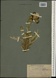 Cirsium arvense var. vestitum Wimm. & Grab., Caucasus, Armenia (K5) (Armenia)