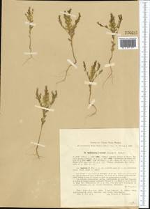 Aethionema carneum (Banks & Sol.) B. Fedtsch., Middle Asia, Syr-Darian deserts & Kyzylkum (M7) (Kazakhstan)