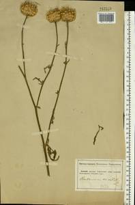 Centaurea orientalis L., Eastern Europe, South Ukrainian region (E12) (Ukraine)