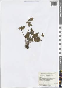 Symphytum tauricum Willd., Crimea (KRYM) (Russia)