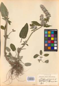 MHA 0 154 856, Stachys germanica L., Eastern Europe, West Ukrainian region (E13) (Ukraine)