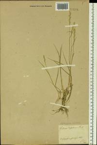 Agropyron desertorum (Fisch. ex Link) Schult., Siberia, Central Siberia (S3) (Russia)