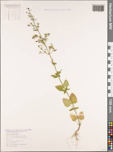Scrophularia scopolii Hoppe, Caucasus, Black Sea Shore (from Novorossiysk to Adler) (K3) (Russia)