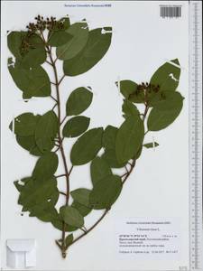 Viburnum tinus L., Caucasus, Black Sea Shore (from Novorossiysk to Adler) (K3) (Russia)