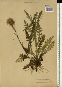 Cirsium palustre (L.) Scop., Eastern Europe, Moscow region (E4a) (Russia)