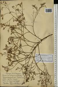 Limonium platyphyllum Lincz., Eastern Europe, Lower Volga region (E9) (Russia)